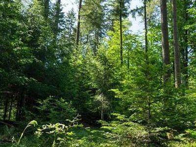 Gut strukturierte Mischwälder mit starken qualitativ hochwertigen Douglasien und einer diversen Bodenvegetation