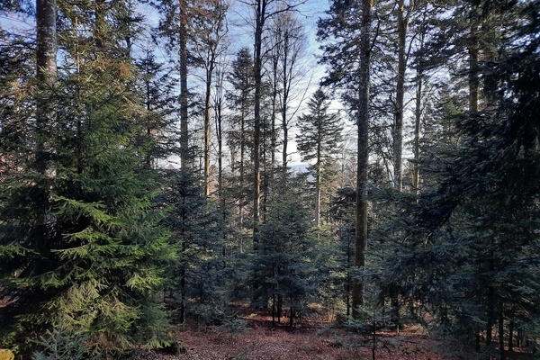 Waldbild Gersbach